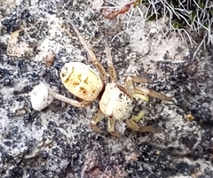 Heliophanus tribulosus