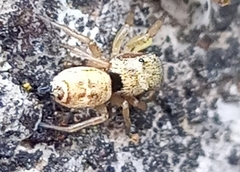 Heliophanus tribulosus