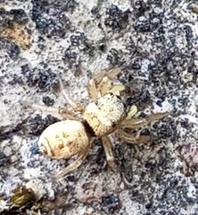 Heliophanus tribulosus