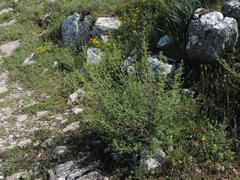 Scrophularia canina canina