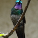 Purple-throated Mountain-Gem - Photo (c) Anita, some rights reserved (CC BY-NC-SA)