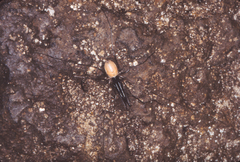 Taracus fluvipileus