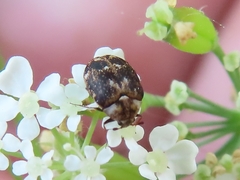 Anthrenus fuscus