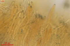 Mollisia velenovskyi