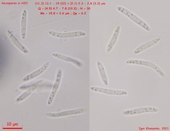 Mollisia velenovskyi