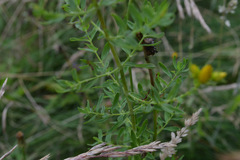 Hypericum perforatum perforatum