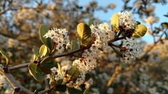 Ceanothus megacarpus megacarpus