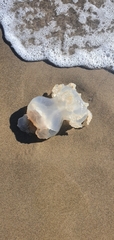 Rhizostomatidae