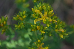Hypericum perforatum perforatum