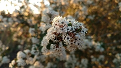 Ceanothus megacarpus megacarpus