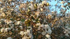 Ceanothus megacarpus megacarpus