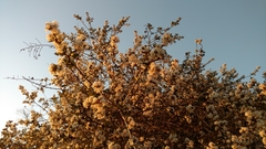 Ceanothus megacarpus megacarpus