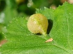 Blaesodiplosis venae