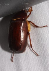 Phyllophaga anxia