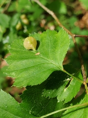 Blaesodiplosis venae