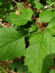 Blaesodiplosis venae