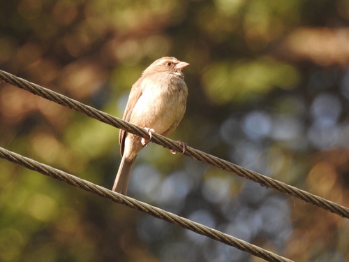 Crithagra tristriata
