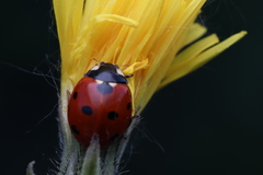 Coccinella septempunctata