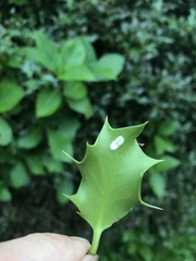 Pulvinaria floccifera