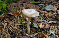 Inocybe albodisca