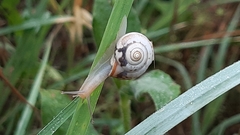 Monacha cartusiana