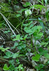 Trifolium stoloniferum