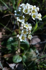 Micranthes integrifolia