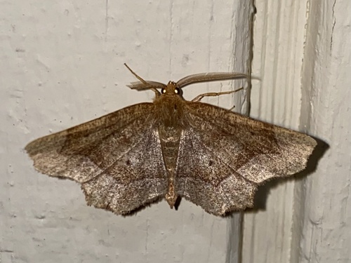 Common Metarranthis Moth photo 4