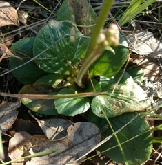 Micranthes integrifolia