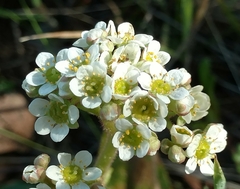 Micranthes integrifolia