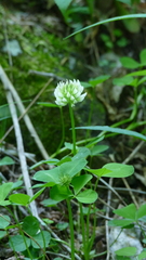 Trifolium stoloniferum