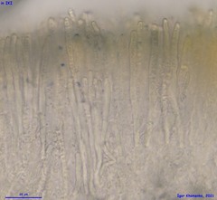 Mollisia velenovskyi