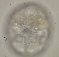 Rotifera