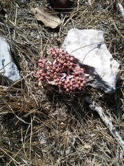 Euphorbia radians