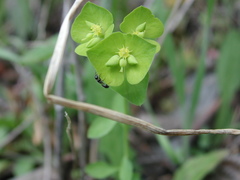 Euphorbia ouachitana
