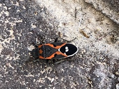 Lygaeus kalmii kalmii