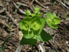 Euphorbia ouachitana