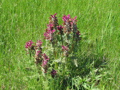 Pedicularis dasystachys