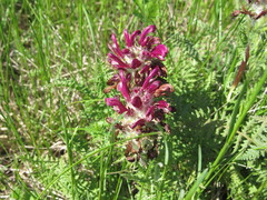 Pedicularis dasystachys