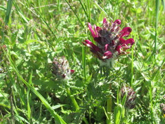 Pedicularis dasystachys