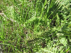 Pedicularis dasystachys