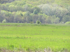 Pedicularis dasystachys