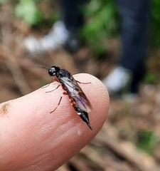 Xiphydriidae