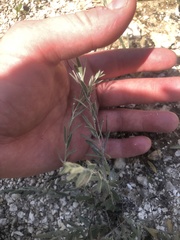 Evolvulus nuttallianus