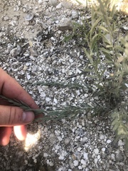 Evolvulus nuttallianus