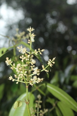 Miconia resima
