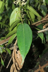 Miconia resima