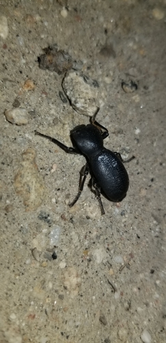 Zopherus sanctaehelenae