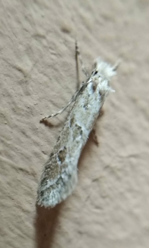 Ateliotum hungaricellum