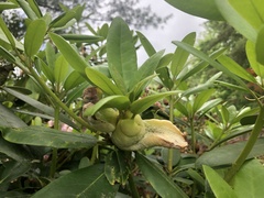 Exobasidium rhododendri